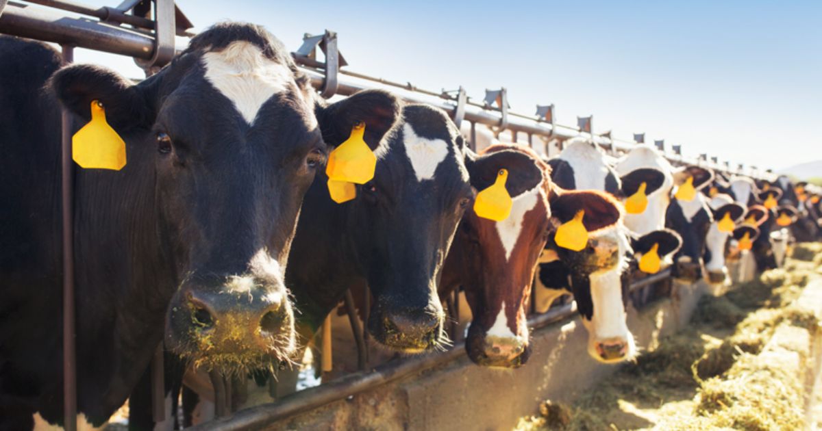 A line of cows.