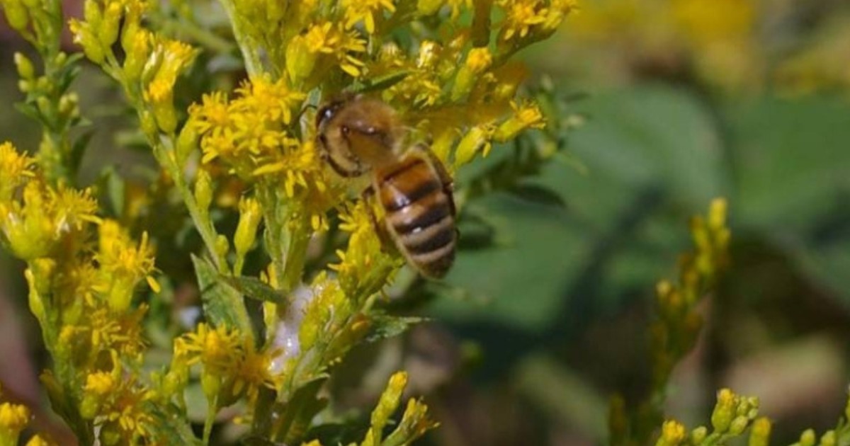 A honeybee sits on a yellow perennial herb.