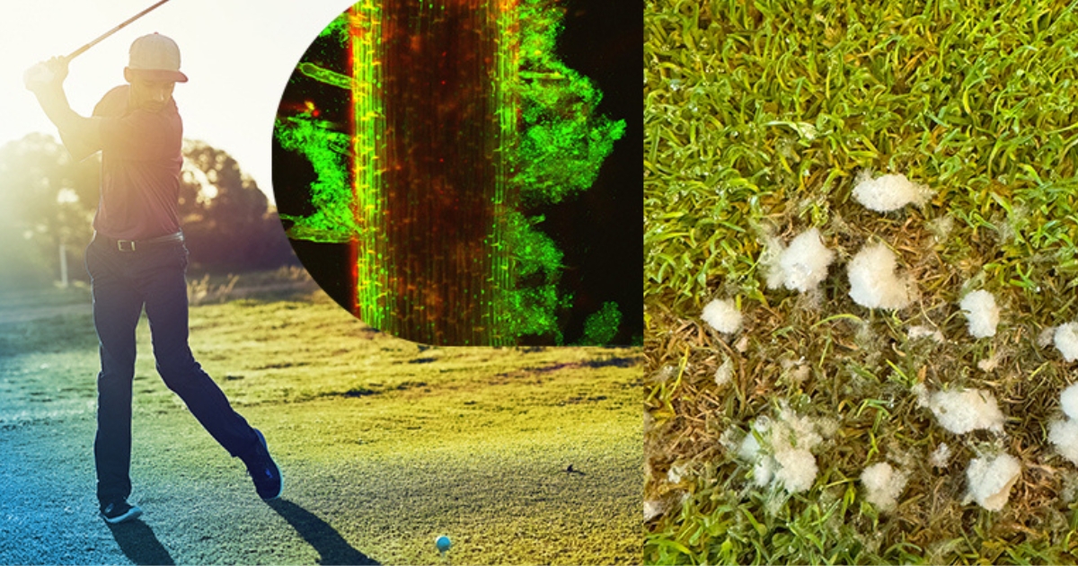 A collage of images. A golfer on the left. Turfgrass on the right.