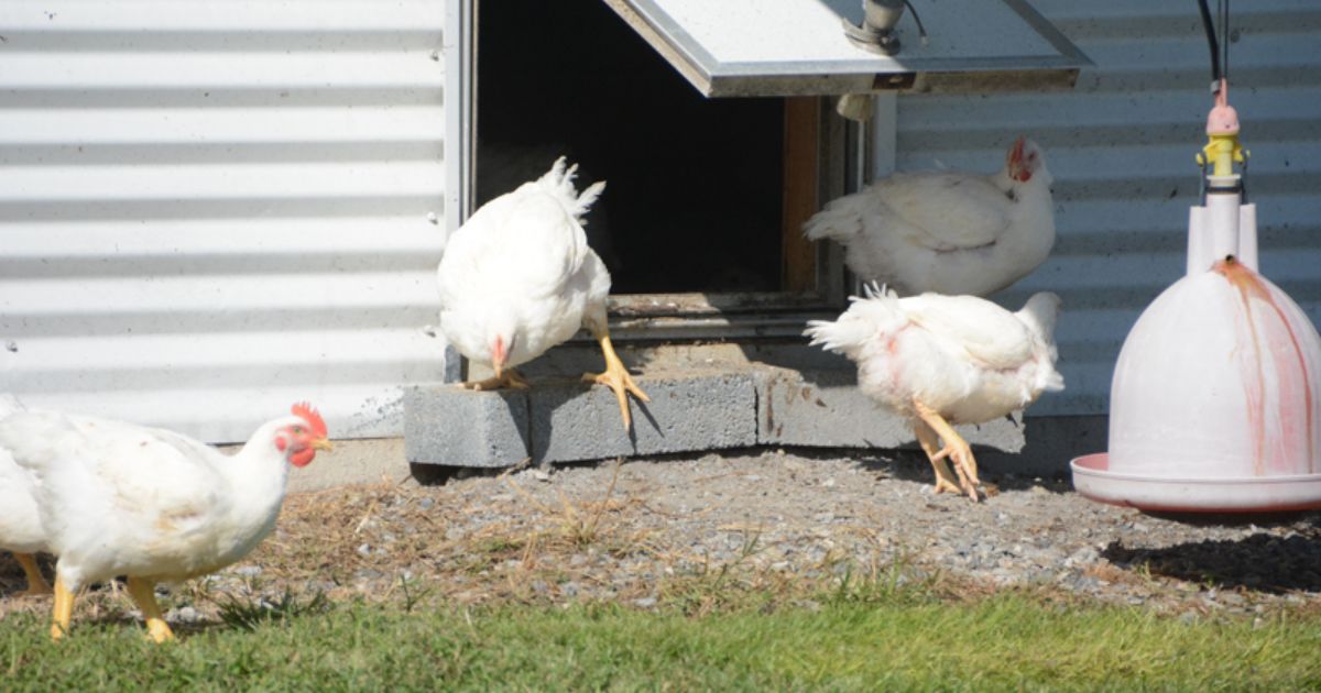 Chickens go into and out of a poultry house.