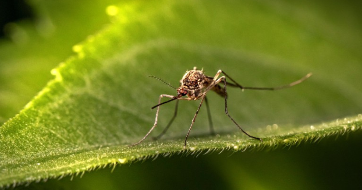 A mosquito on a leaf.