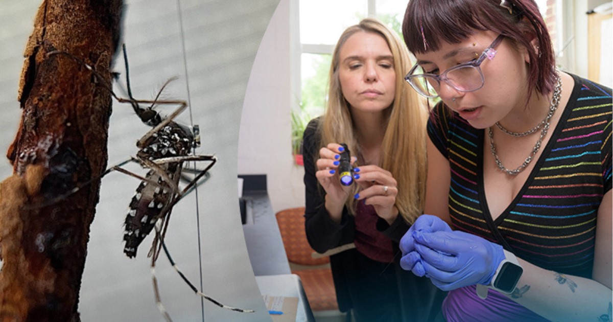 A University of Delaware professor and the U.S. Department of Agriculture have released new research that gives insight into using tiny devices to track how and where mosquitoes fly. The researchers tracked a specific mosquito species – tiger mosquitoes – in caged flights and their natural environment. The study suggests these tags could yield important data on how, where, and why mosquitoes move throughout their environment. 