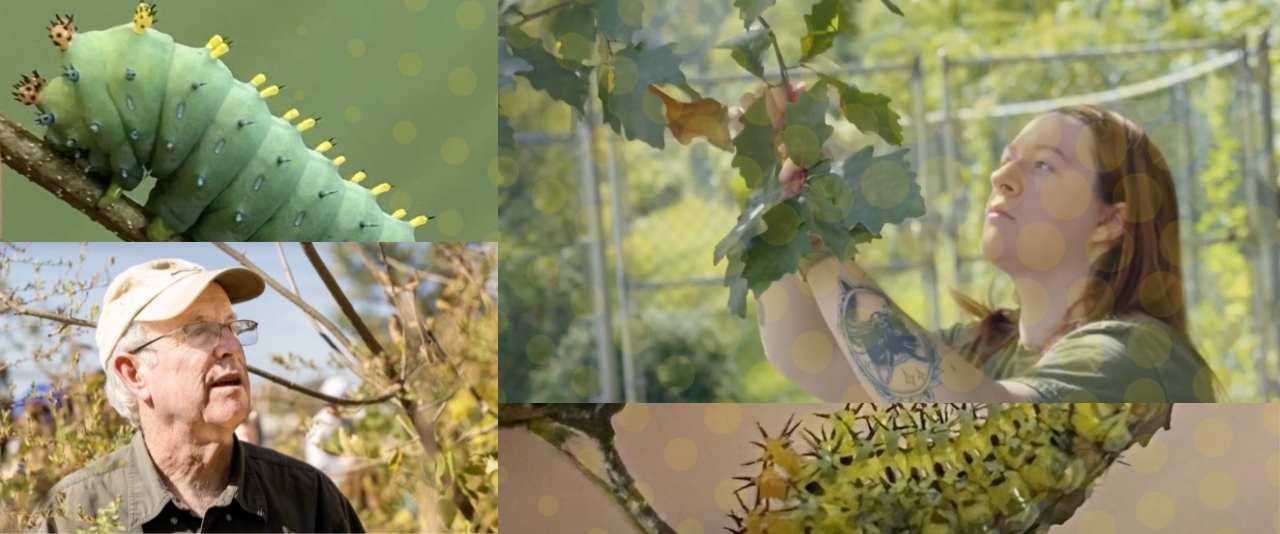 A collage of Doug Tallamy, Em Beauchamp and caterpillars.