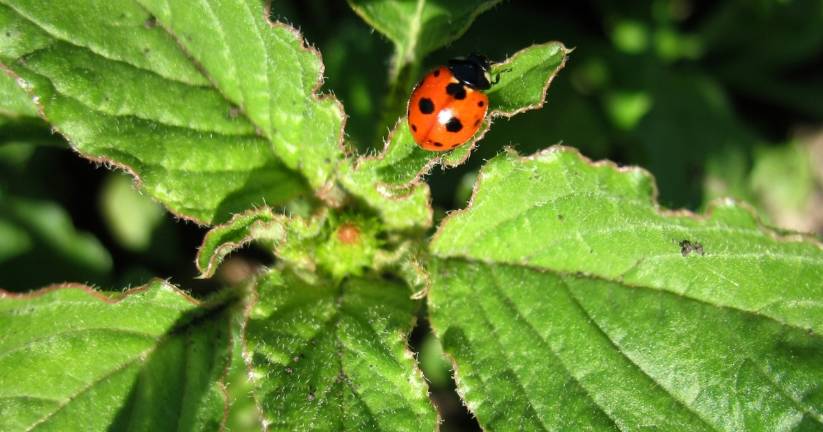 A lady bug on leaves.