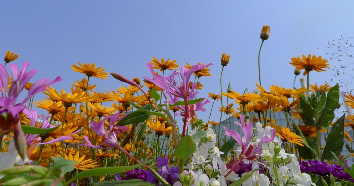 Wildflowers against a blue sky