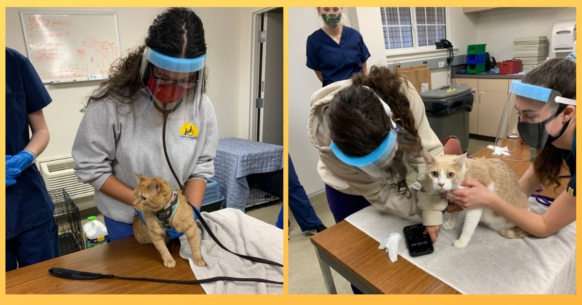 (Left) Junior Jocelin Aguilera uses a stethoscope to listen to Ravioli’s heart.  (Right) Teaching assistant Alina Roell (right) holds onto Tui while junior Carolina Graham is taking his heart rate.