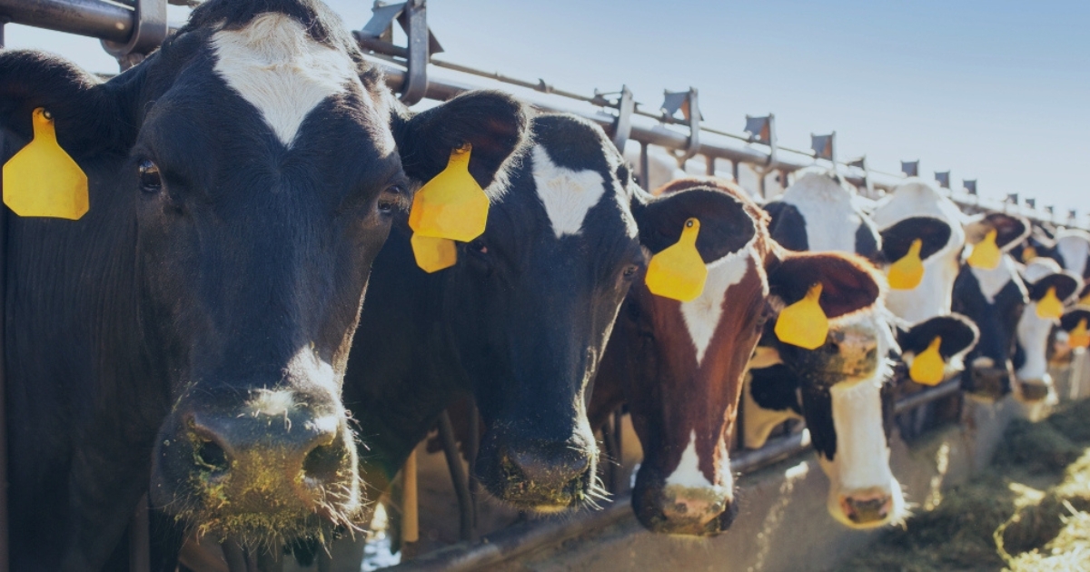 A row of cows eat grass.