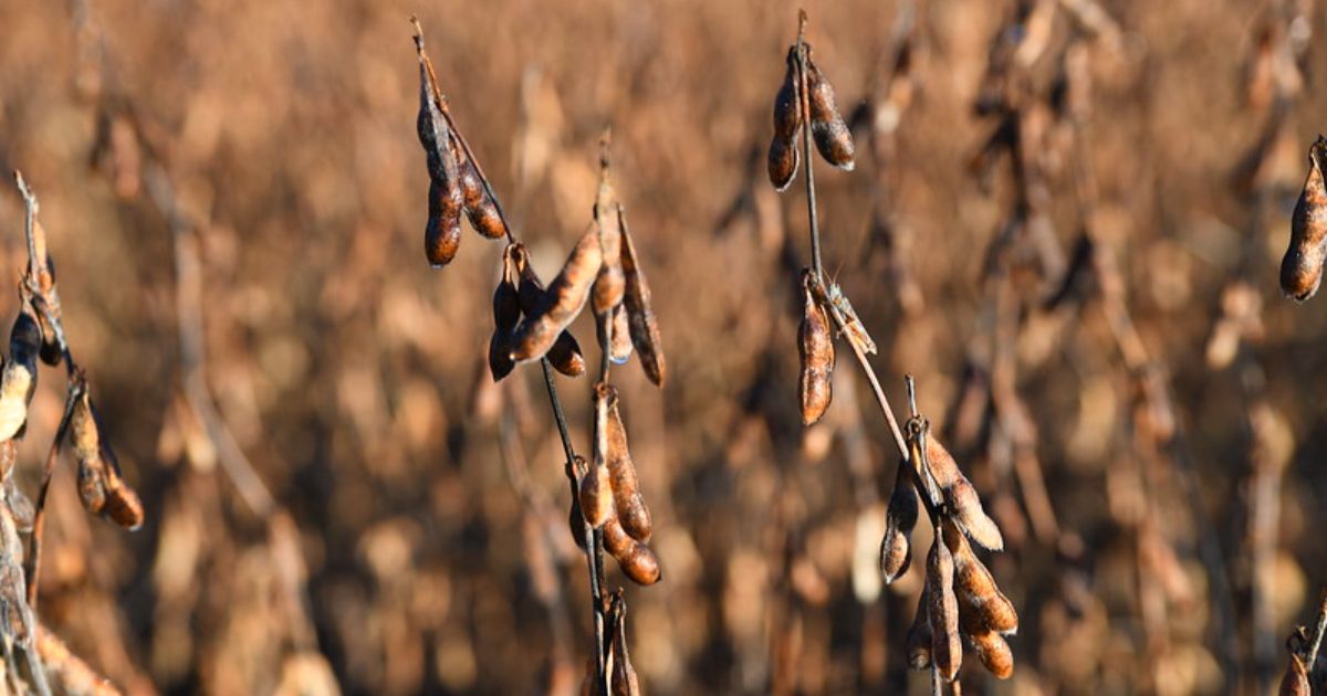 Soybeans in a field.