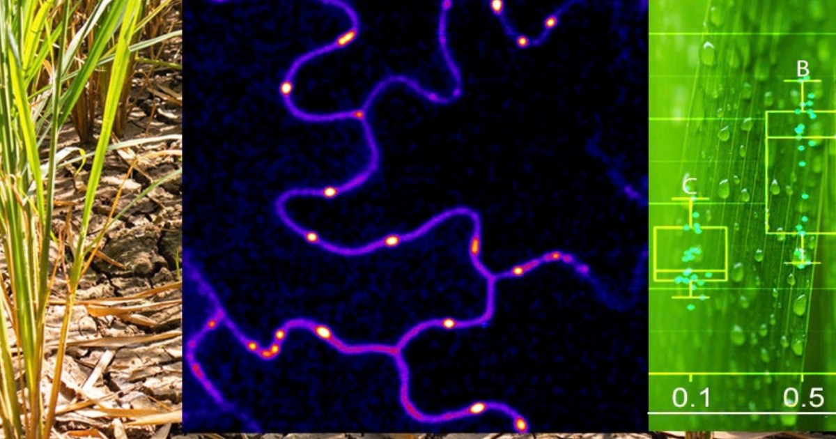 A graphic of plant cell communication overlayed on a photo of blades of grass.