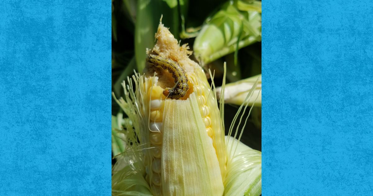 Corn earworm sits on an ear of sweet corn. A blue background is behind this photo.