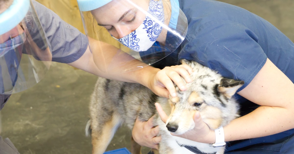 Junior Allie Baiungo (right) carefully holds Merlin while Lindsey Reid applies eye medication. Photo by Monica Moriak