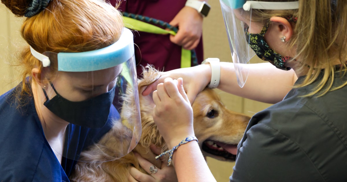 Sophomore Caelan Corey (left) restrains Sampson while sophomore Sydney Miller applies ear drops. Photo by Monica Moriak