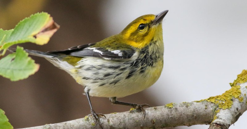 Black-throated Green Warbler on a fruiting tree during autumn migration in Cape May Point, New Jersey. Image credit: Alex Wiebe, Princeton University.