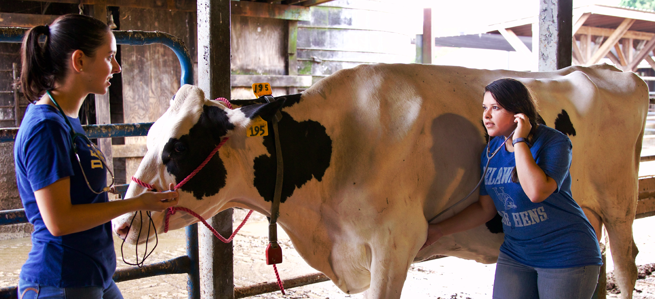 Two students working with an adult cow. It looks like they are checking its vitals.