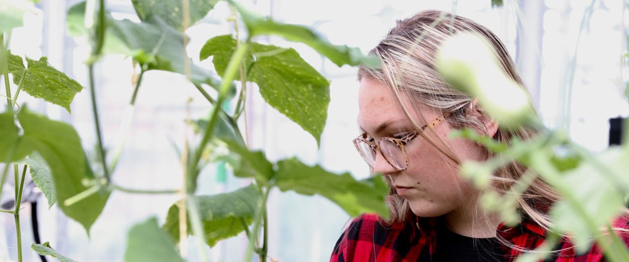 Student intently examines plants in Fischer Greenhouse.