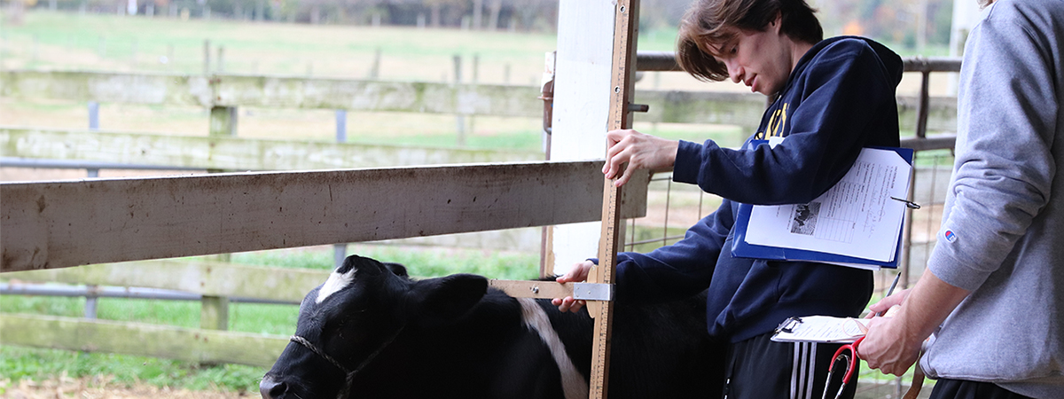 Student works with cows on the Newark Farm