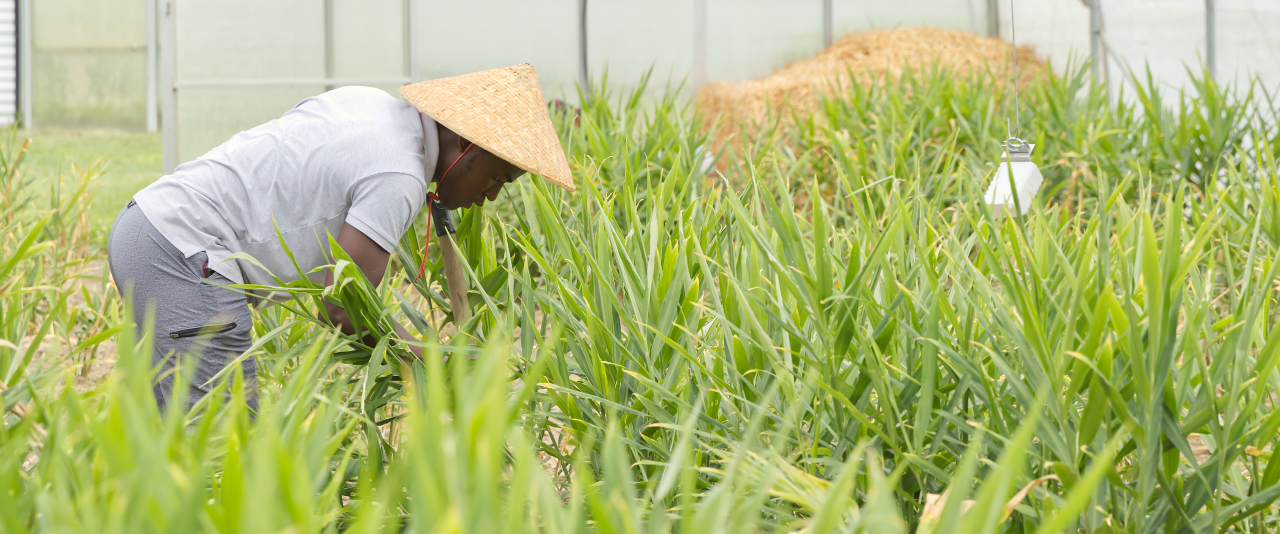 Shem Elias leans over to care for ginger crops.