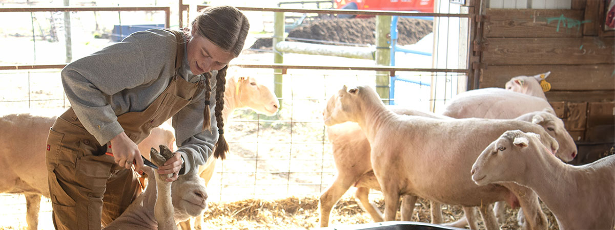 Sheep hands-on work