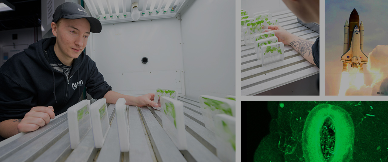The microgravity environment of space can be simulated in the lab by rotating the plants at a precise speed that causes the plants to react as if they were in a constant state of free-fall.