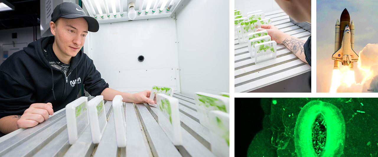 Noah Totsline works in the lab on a  on a NASA-sponsored project looking at how plants grown in space.
