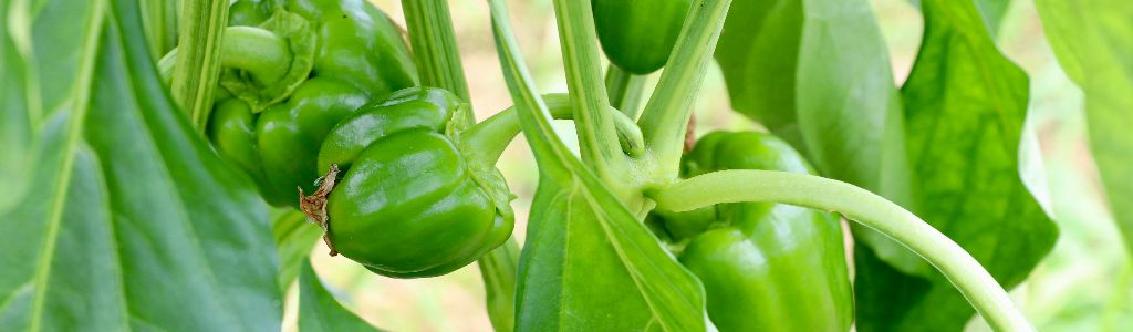 Green peppers