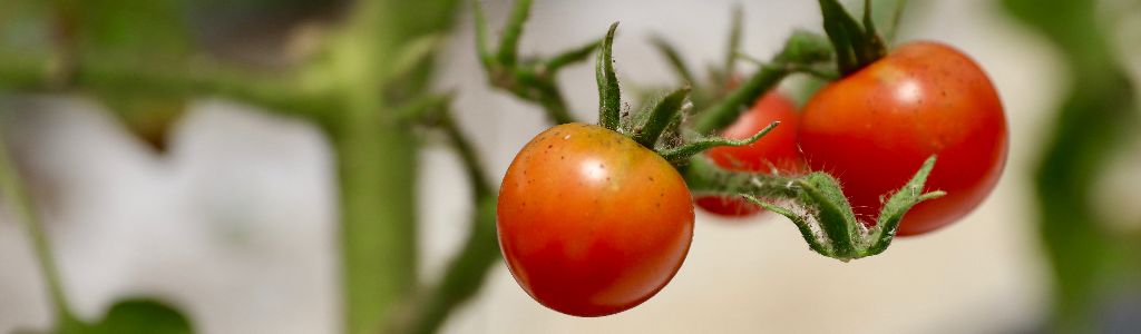 Tomatoes on the vine