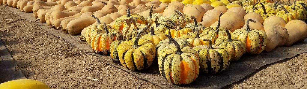 Acorn squash