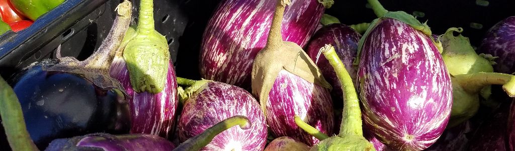 Eggplants in a bin