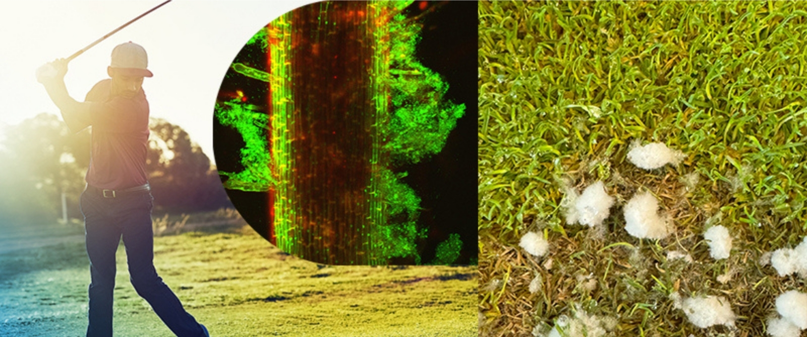 A collage of turfgrass uses and problems.