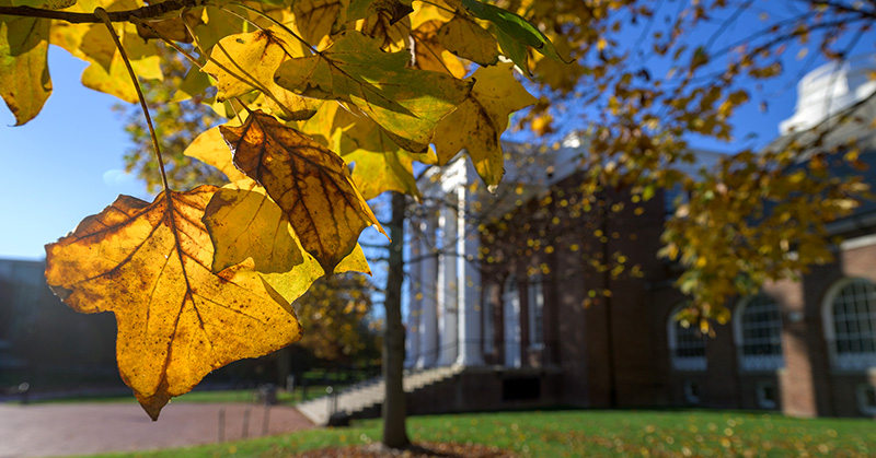 UD campus fall november A view of a college campus in the fall with leafy branch of golden leaves in the foreground and a historic red brick building in the background.