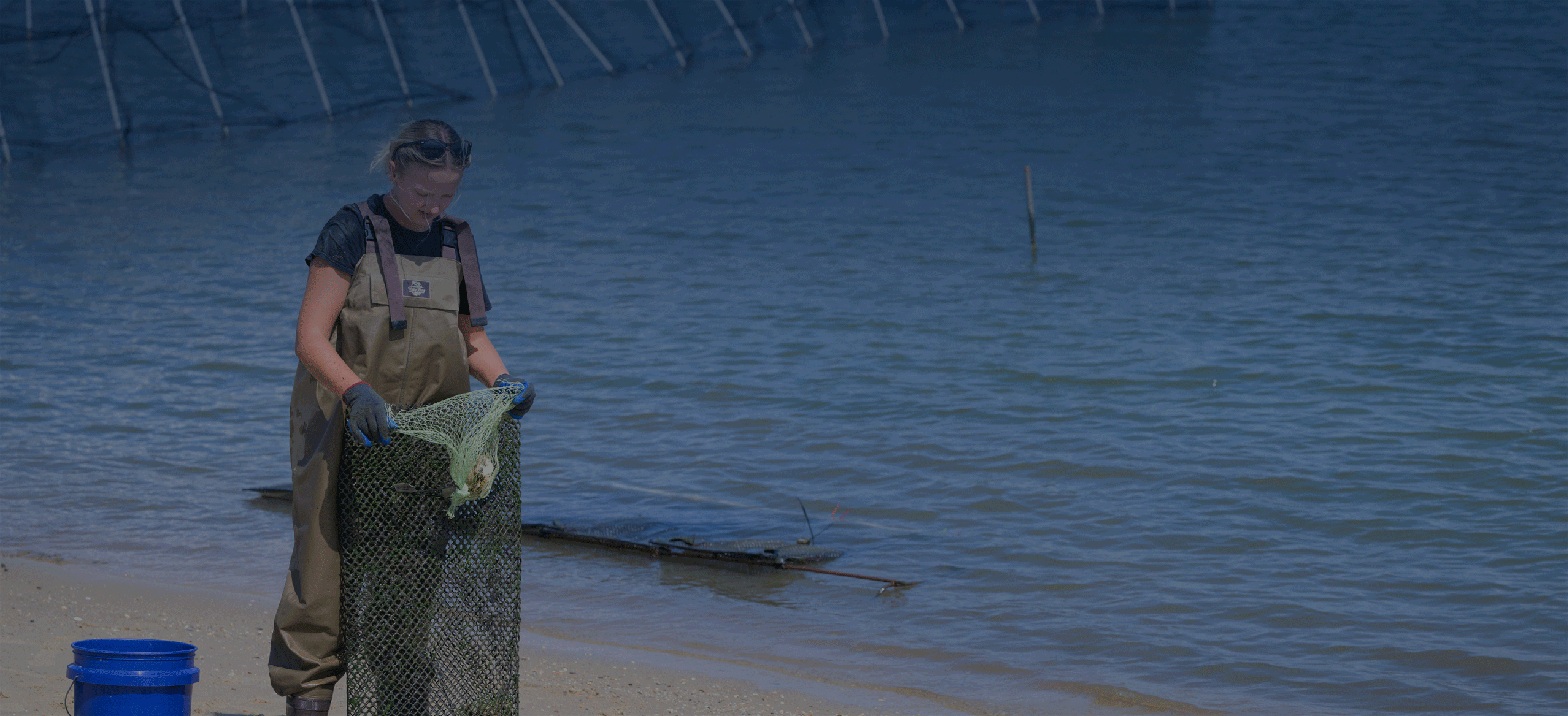 Oysters and Living Shorelines