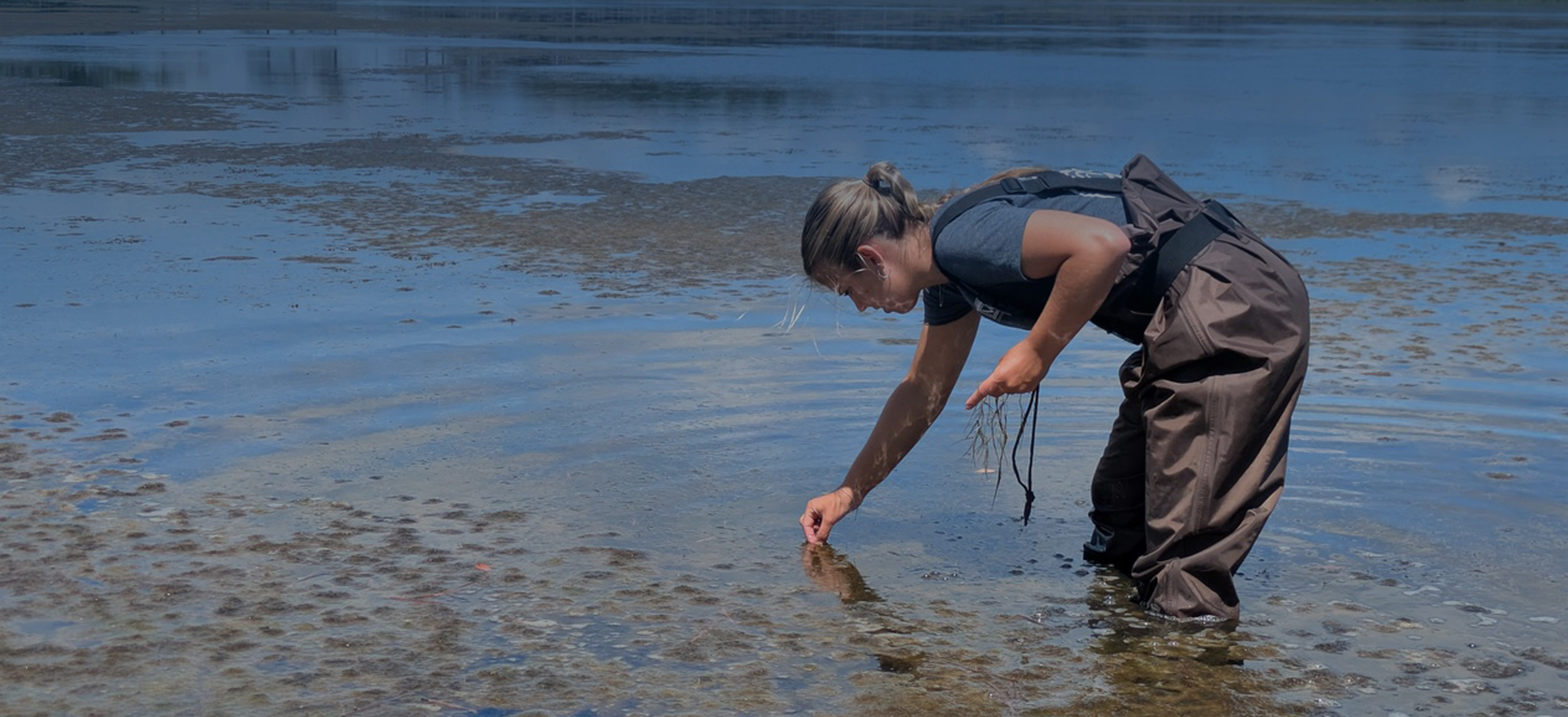 Summer of Seagrass