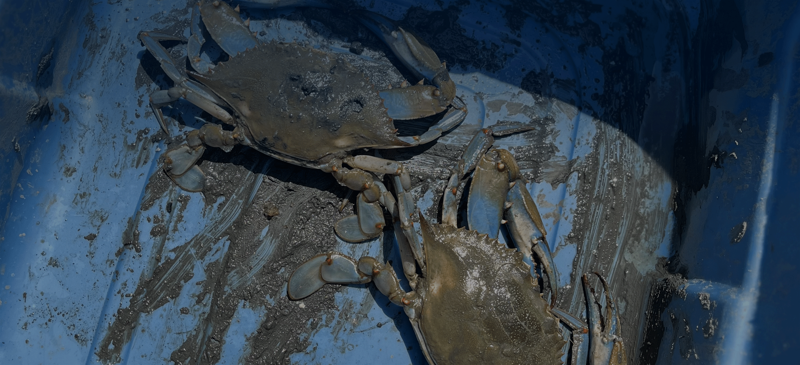 Blue crabs in bucket