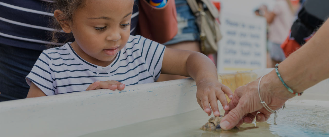 Young girl at touch tank at Coast Day 2018 Young girl at touch tank at Coast Day 2018
