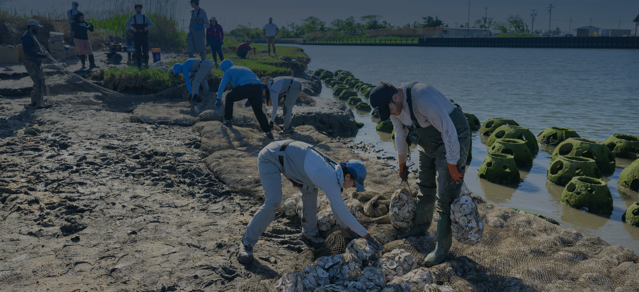 Researchers have installed a living shoreline at UD’s Lewes campus to help protect critical infrastructure while also providing ecosystem benefits to the area