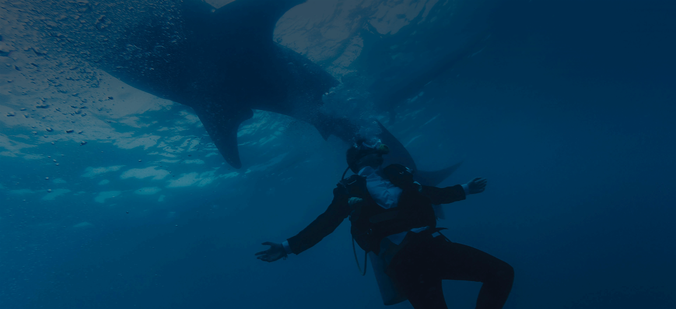 Shark scientists