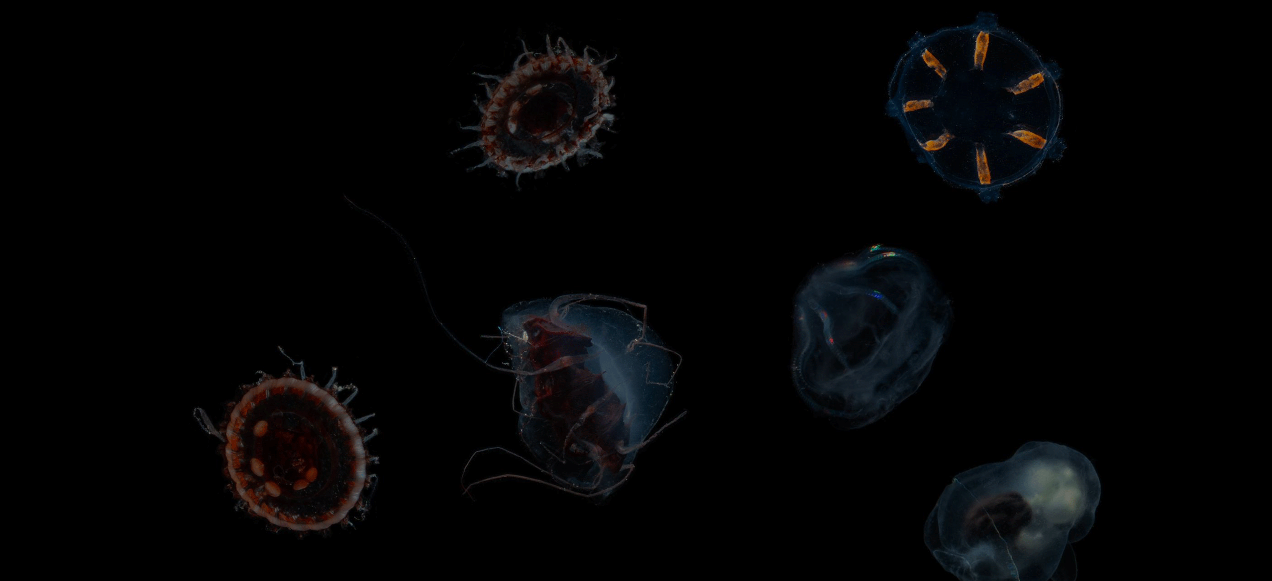 Alien fish in deep sea