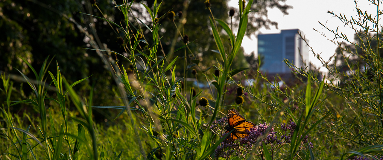 Butterfly infront of STAR Tower