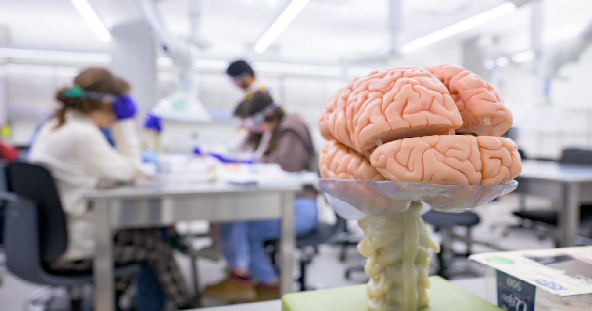 Brain in UD's Motor Neuroscience and Neuroimaging Lab.