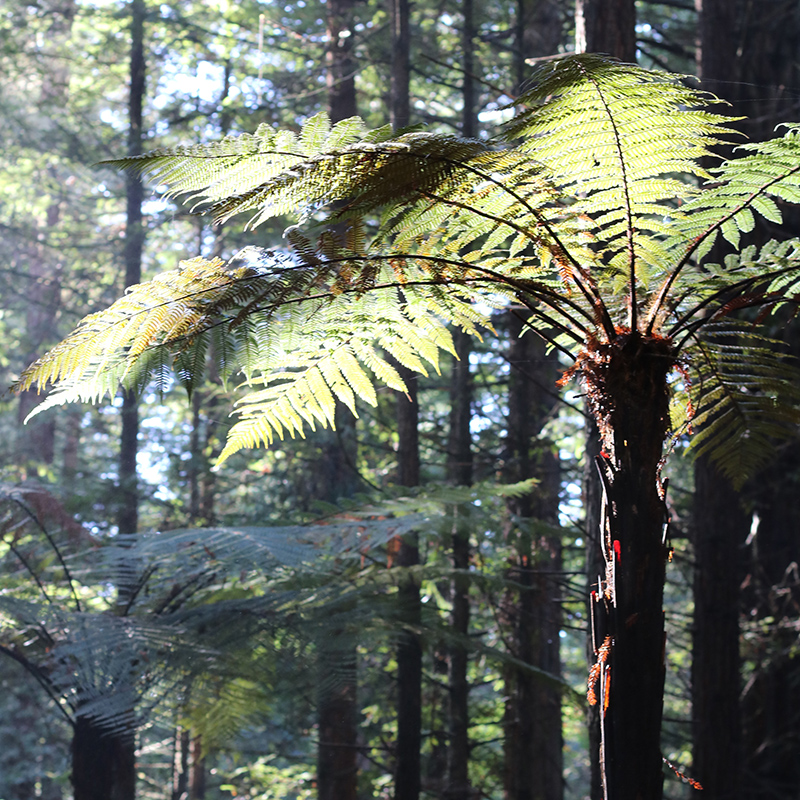 A view of a plant bathed in sunlight in Rotorua, NZ. 