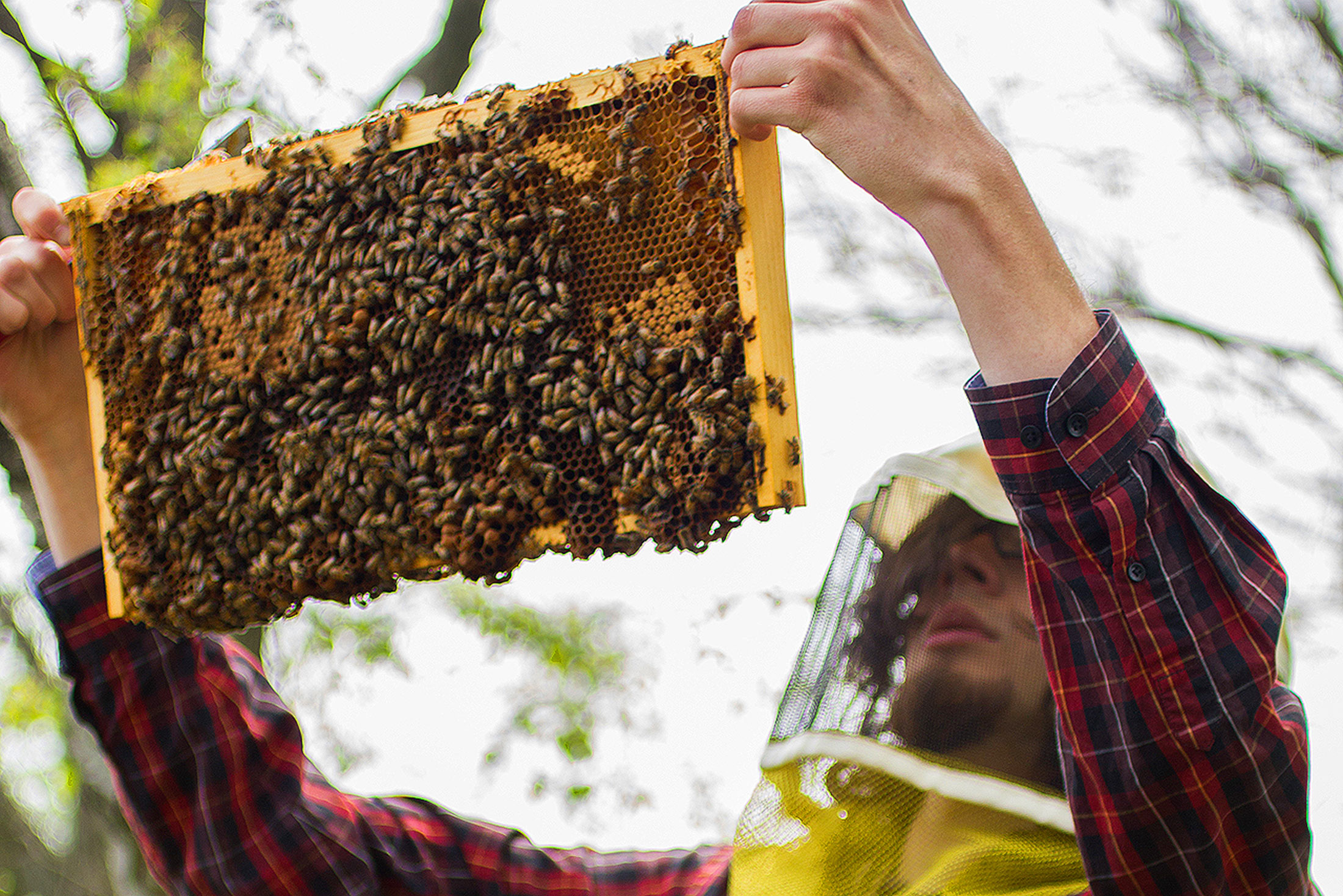 Insect Ecology and Conservation student beekeeping Insect Ecology and Conservation student beekeeping