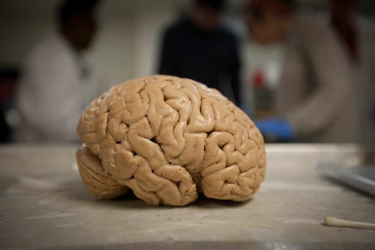 Neuroscience | University of Delaware
