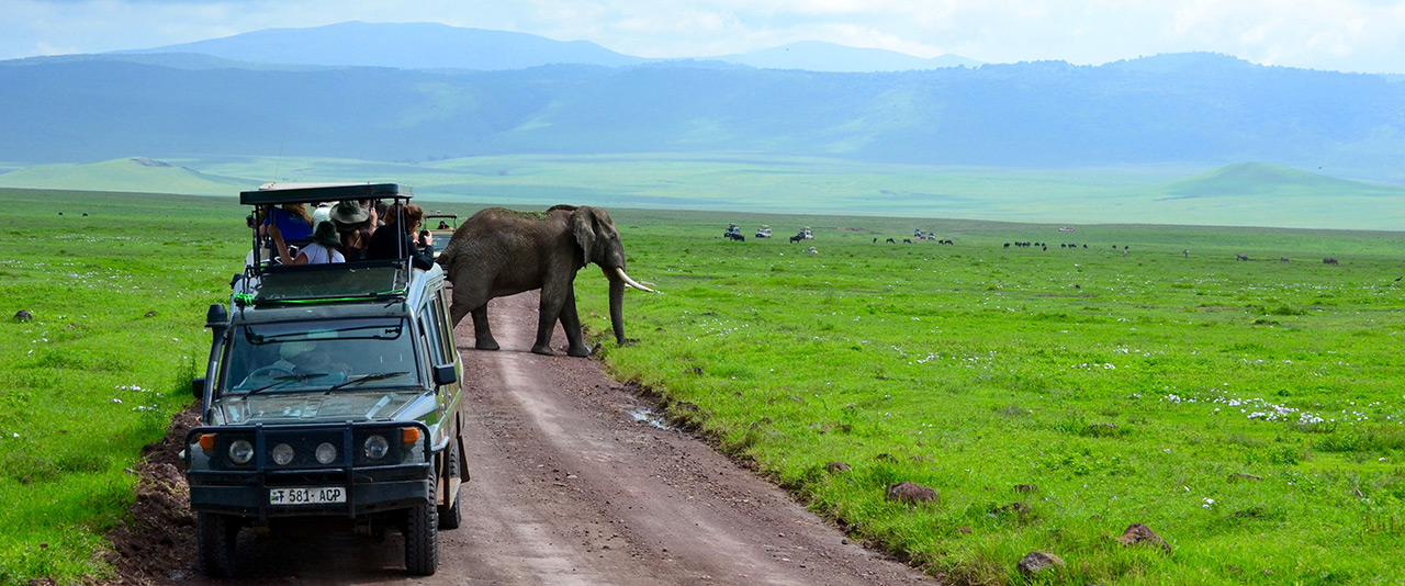 students on Safari