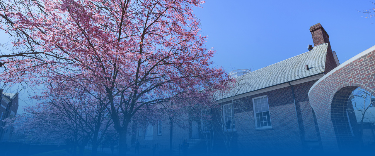 A Cherry Blossom tree in full bloom next to an on-campus walkway on a beautiful spring day.