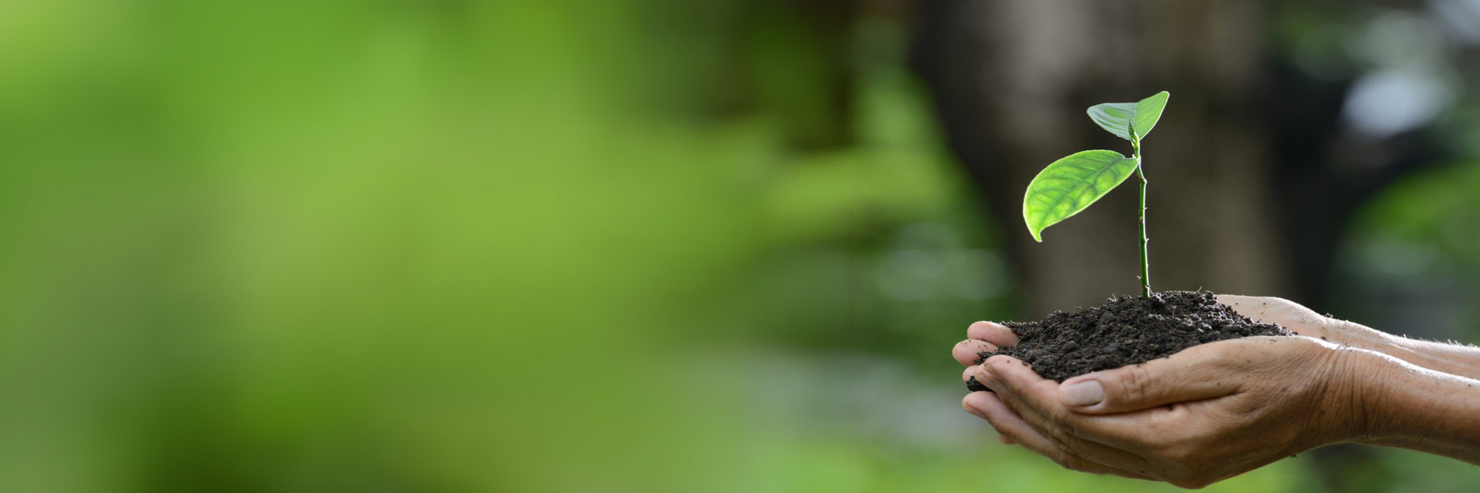 Person holding a small plant in their hands that is resting inside soil.