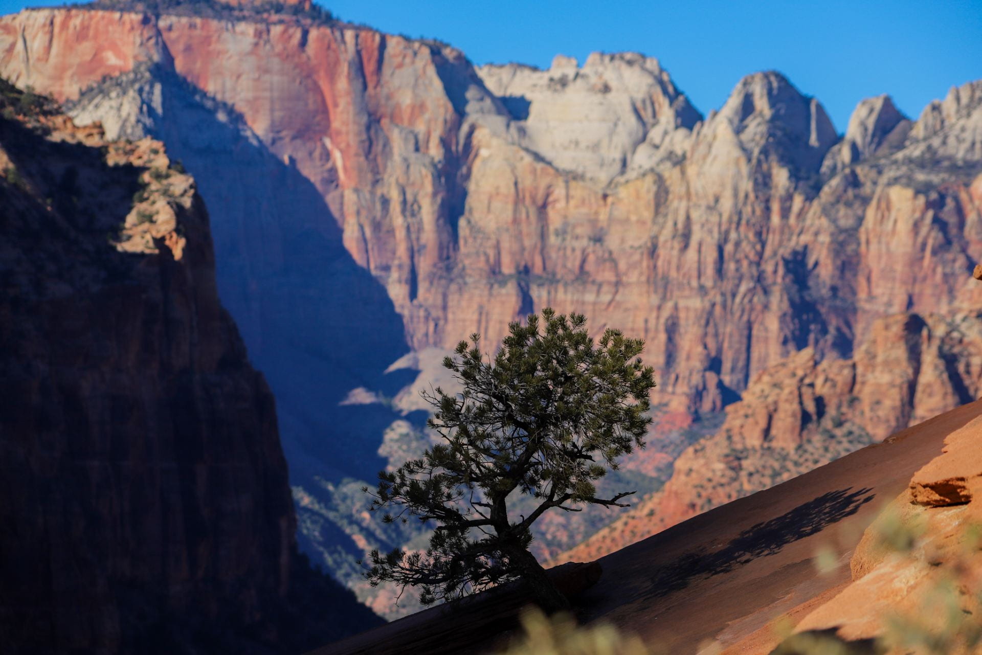 A solitary tree in shadow in the foreground, with canyon walls of Zion National Park in the background