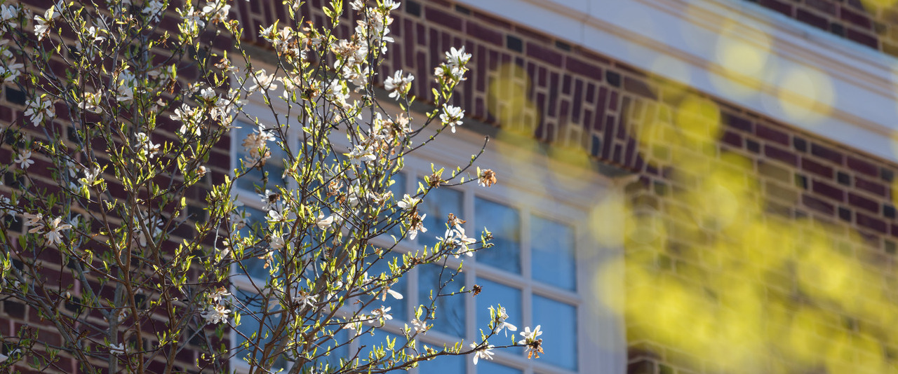 A flowering tree outside of Laurel Hall