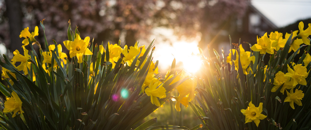 Sunlit flowers on campus