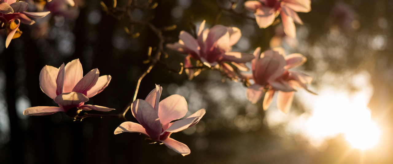 Sunlight through a blossoming tree