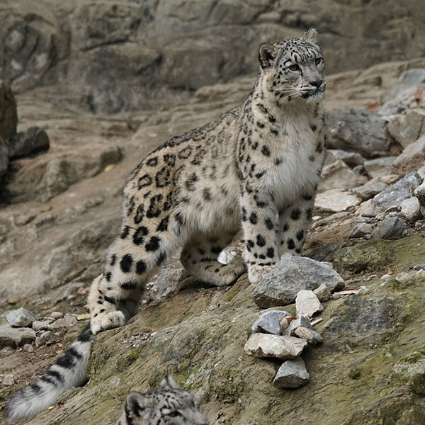 Snow leopard